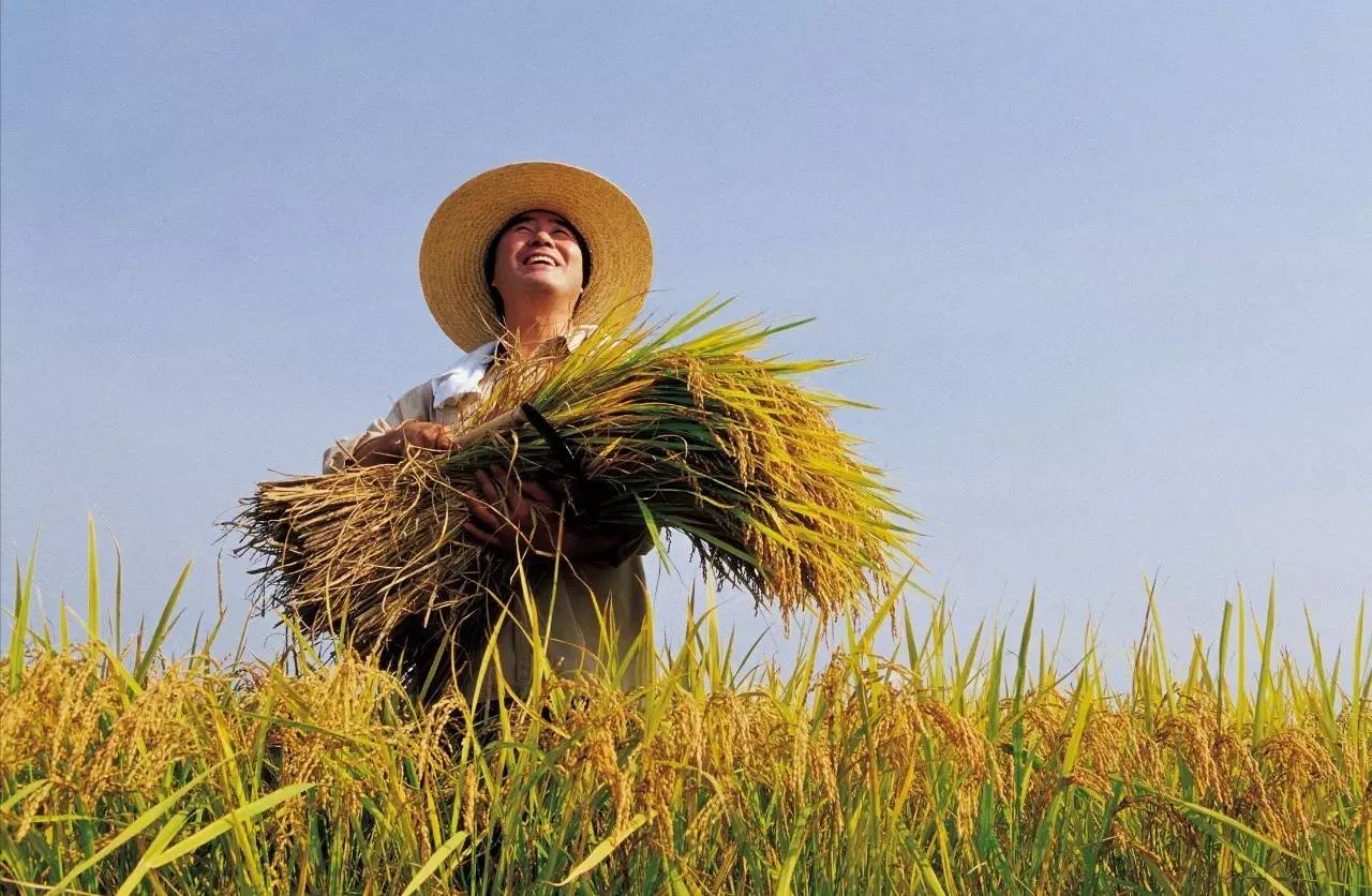 富硒大米 有机(大米机富硒有什么作用)-硒宝网