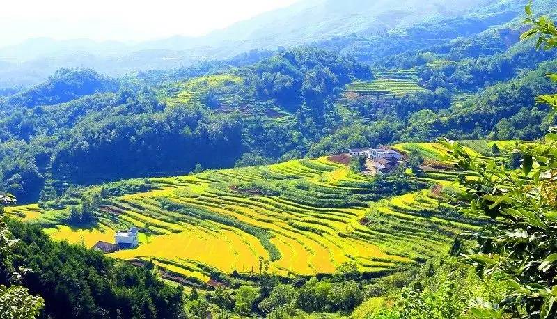 富硒大米 有机(大米机富硒有什么作用)-硒宝网