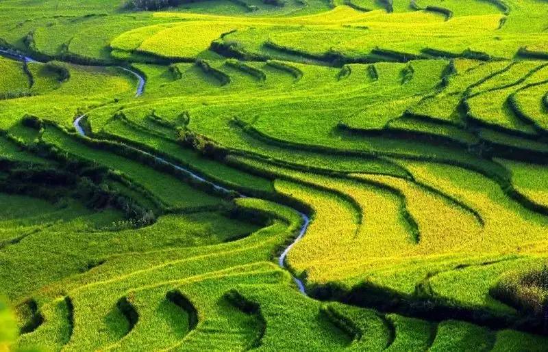 富硒大米 有机(大米机富硒有什么作用)-硒宝网