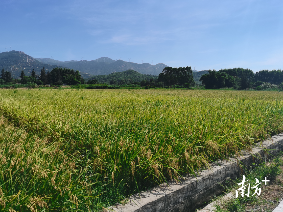 佳木斯富硒大米(大米佳木斯富硒含量多少)-硒宝网