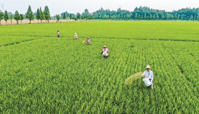 佳木斯富硒大米(大米佳木斯富硒含量多少)-硒宝网