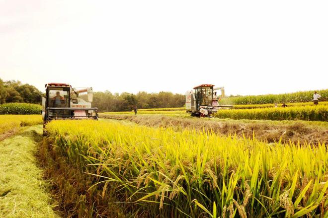 柳河 富硒大米（富硒大米好在哪）-硒宝网