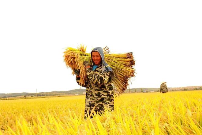 柳河 富硒大米（富硒大米好在哪）-硒宝网