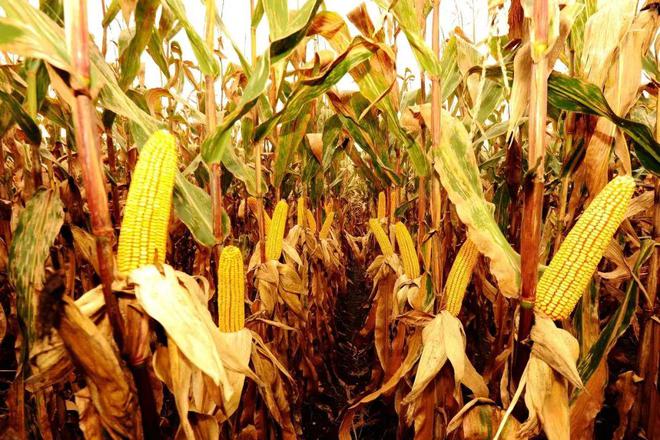 柳河 富硒大米（富硒大米好在哪）-硒宝网