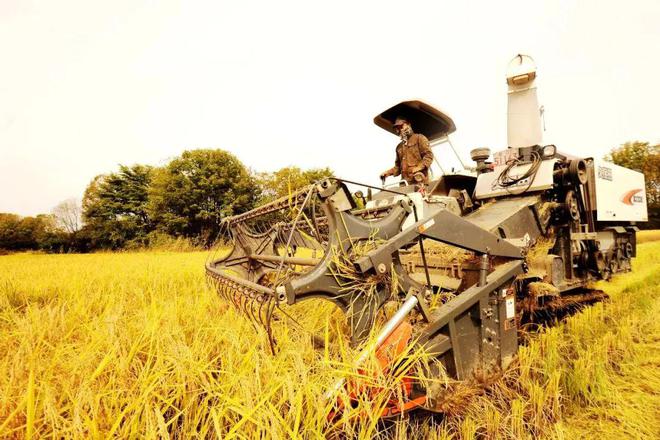 柳河 富硒大米（富硒大米好在哪）-硒宝网