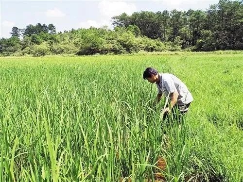 富硒大米 南宁（广西扶贫产品富硒大米）-硒宝网