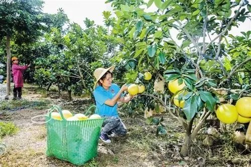 富硒大米 南宁（广西扶贫产品富硒大米）-硒宝网