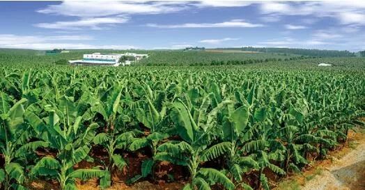 富硒大米 南宁（广西扶贫产品富硒大米）-硒宝网