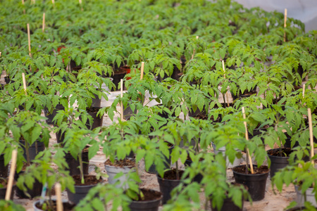 寒寒富硒硒大米(富硒大米好吃吗)-硒宝网