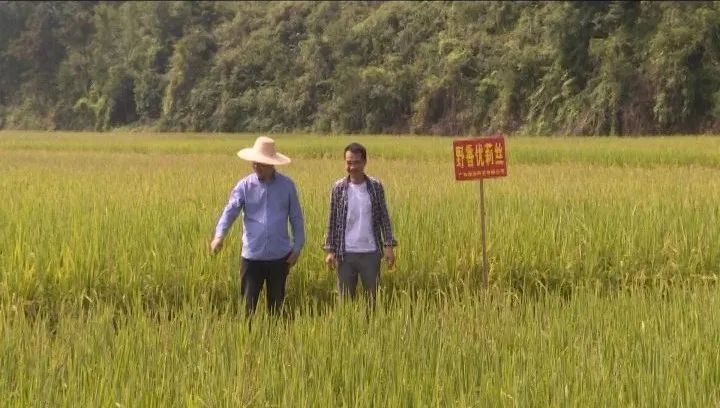 耕富稻富硒大米(大米耕稻富富硒含量多少)-硒宝网