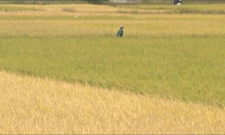 耕富稻富硒大米(大米耕稻富富硒含量多少)-硒宝网