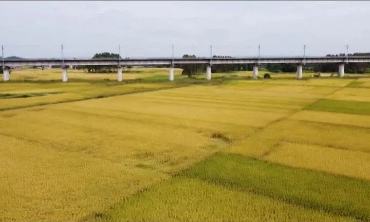 耕富稻富硒大米(大米耕稻富富硒含量多少)-硒宝网