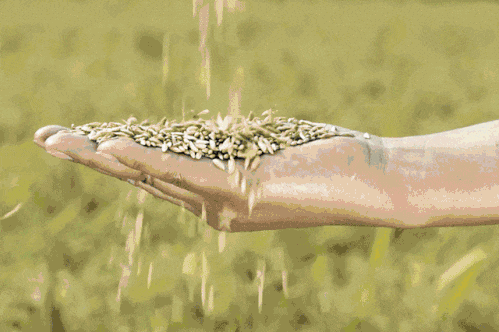 富硒大米 有味（富硒大米味道）-硒宝网