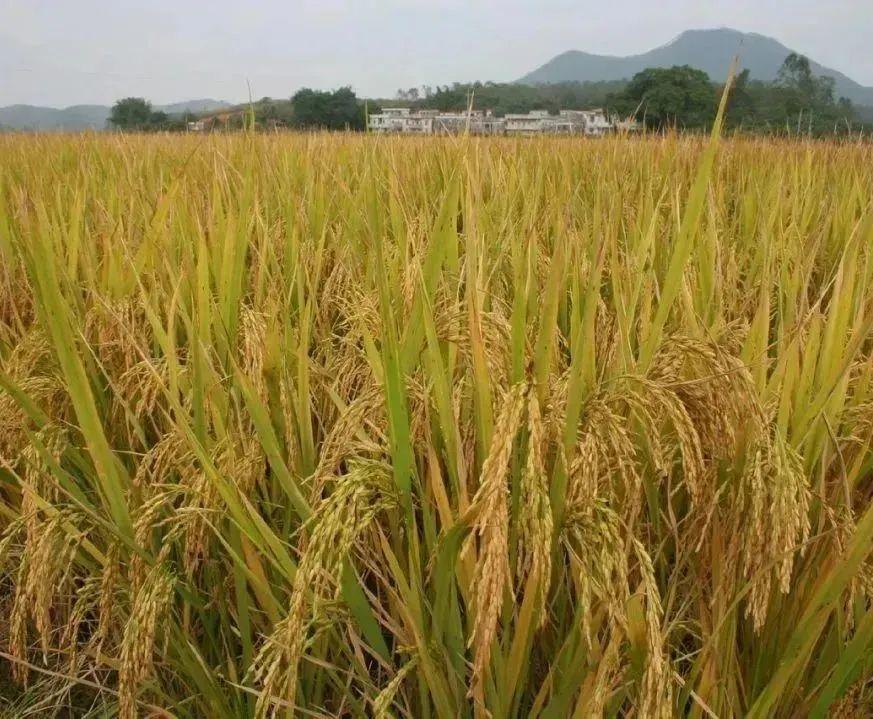 富硒大米 有味（富硒大米味道）-硒宝网
