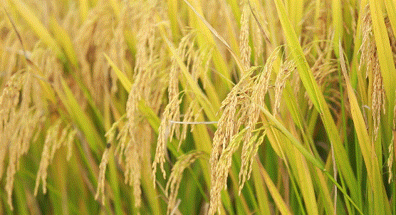 富硒大米 有味（富硒大米味道）-硒宝网