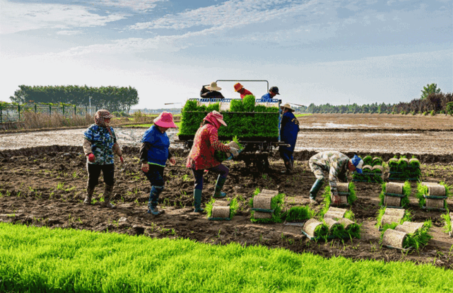 富硒大米与水稻(大米水稻富硒含量高吗)-硒宝网