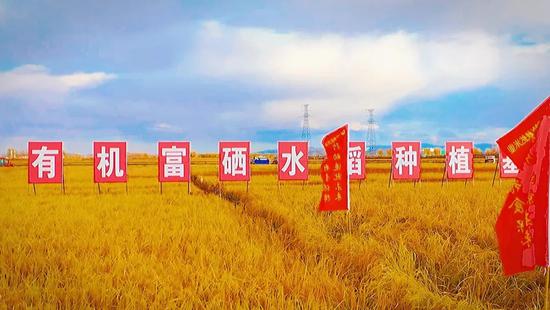 富硒大米稻米油（富硒稻米油的做法和作用）-硒宝网