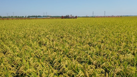 富硒大米稻米油（富硒稻米油的做法和作用）-硒宝网