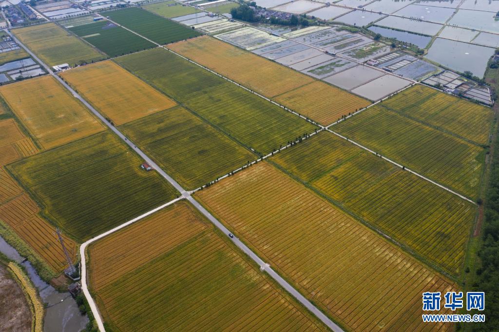 古河道富硒大米(富硒大米之乡)-硒宝网