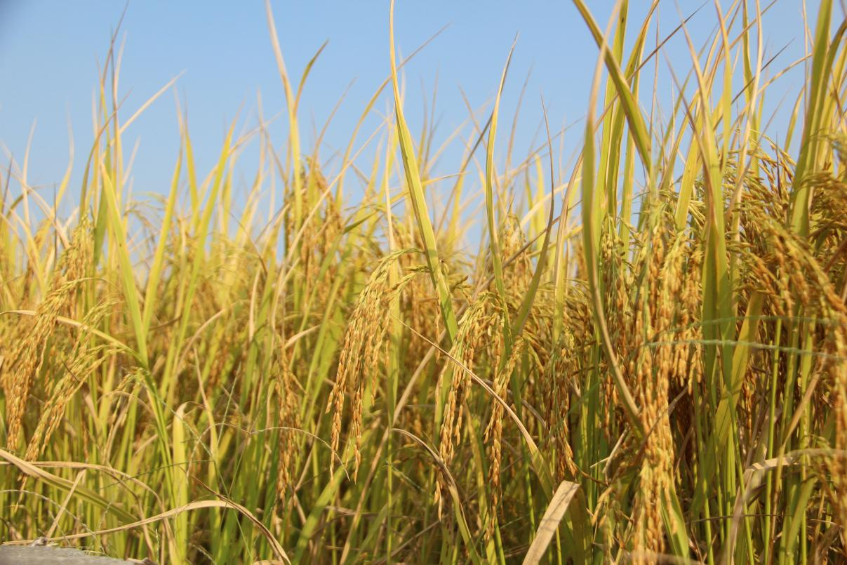 富硒的大米品种(哪种富硒大米好)-硒宝网