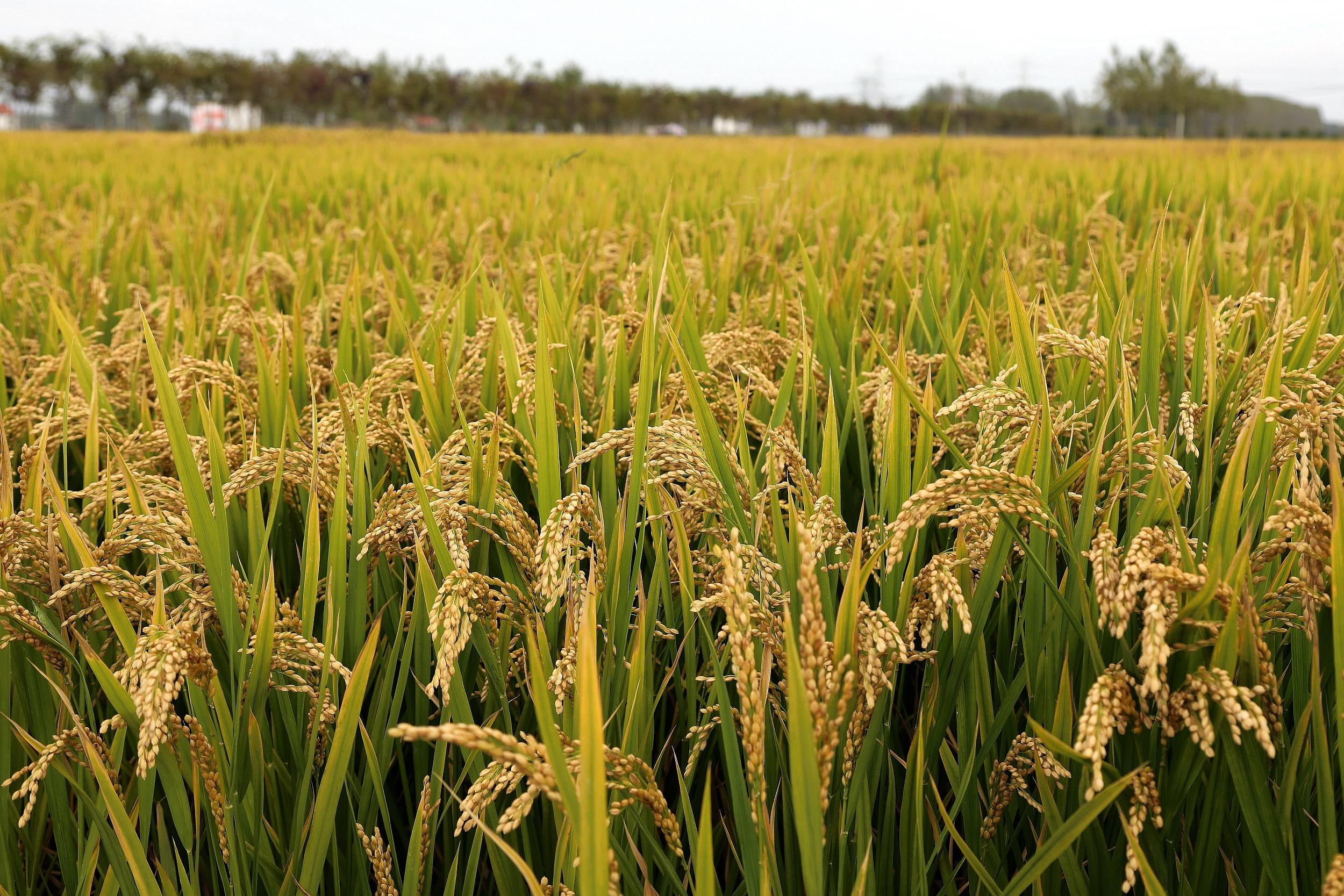 富硒的大米品种(大米品种富硒含量排名)-硒宝网