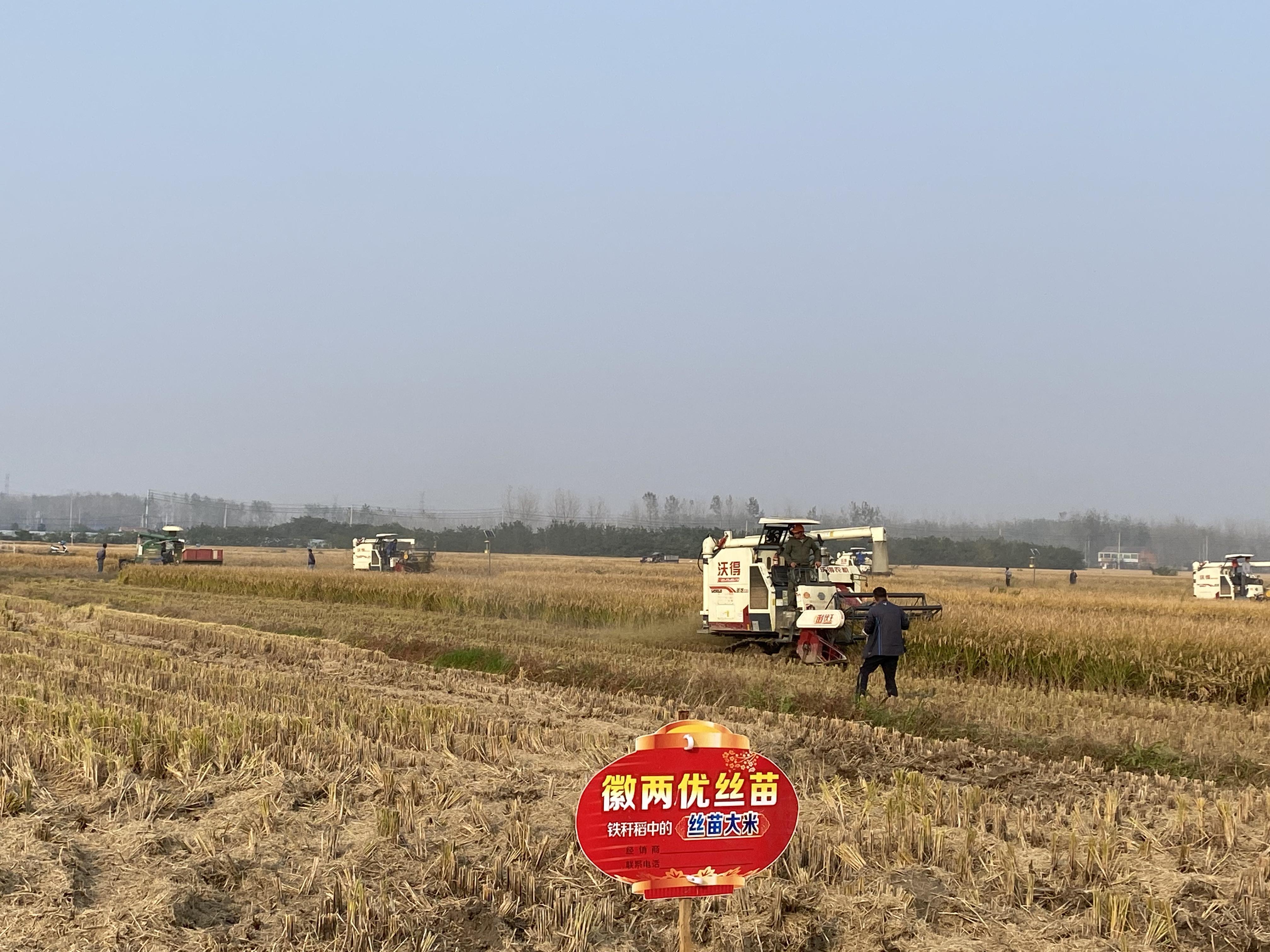 富硒的大米品种(大米品种富硒含量排名)-硒宝网