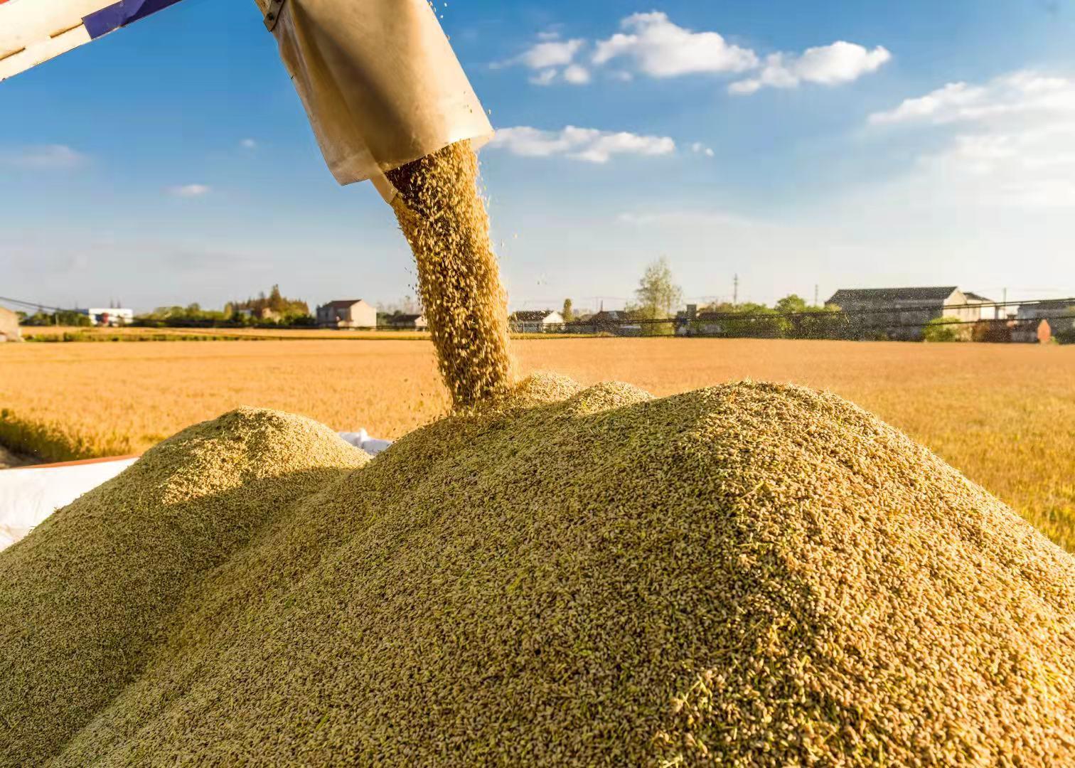 富硒的大米品种(大米品种富硒含量排名)-硒宝网