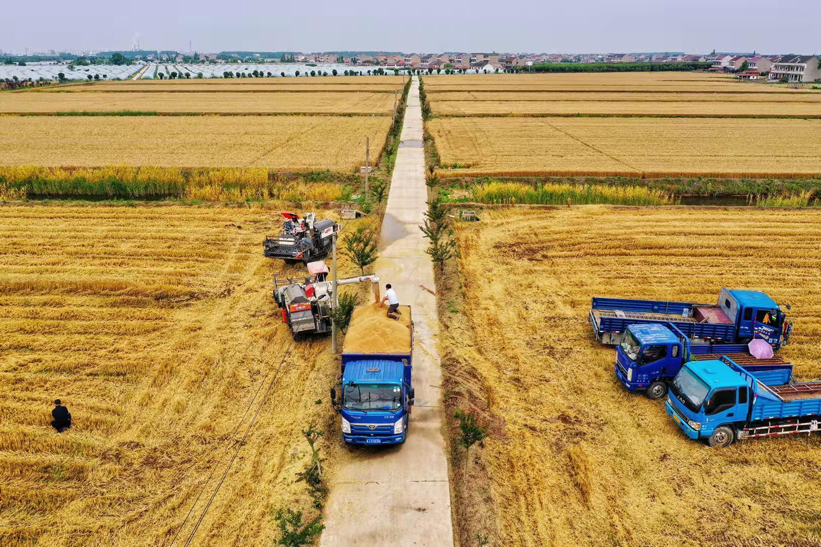 富硒的大米品种(大米品种富硒含量排名)-硒宝网