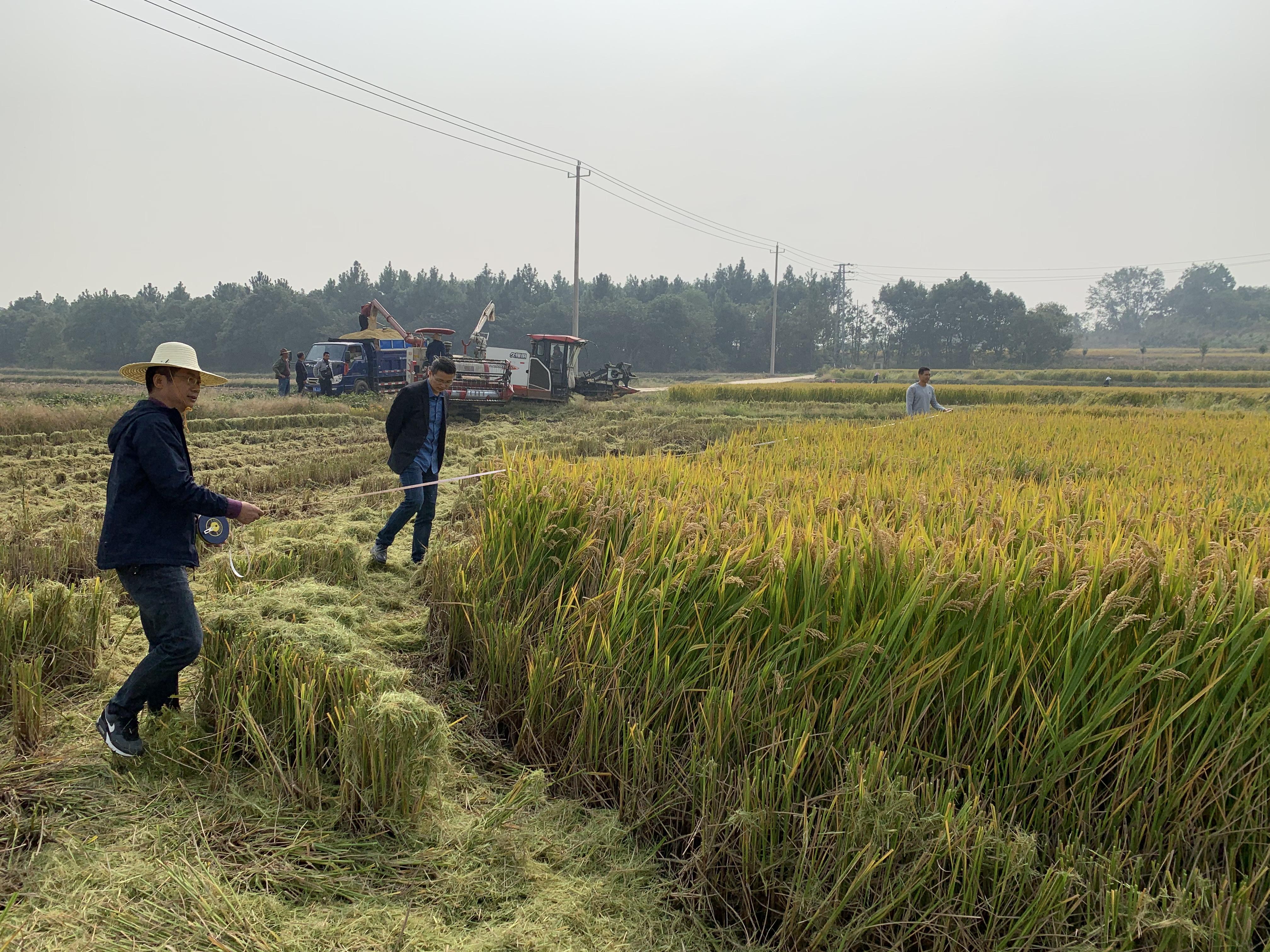 富硒的大米品种(大米品种富硒含量排名)-硒宝网