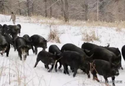 常州富硒锌大米（锌硒大米多少钱一斤）-硒宝网
