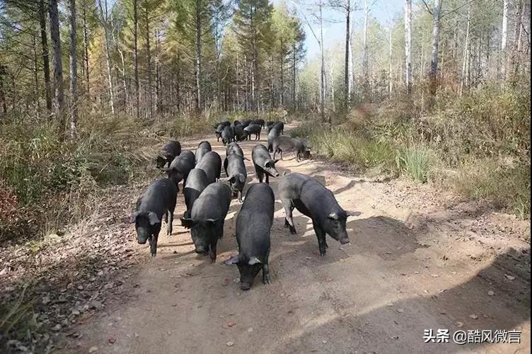 常州富硒锌大米（锌硒大米多少钱一斤）-硒宝网