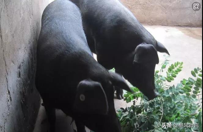 常州富硒锌大米（锌硒大米多少钱一斤）-硒宝网