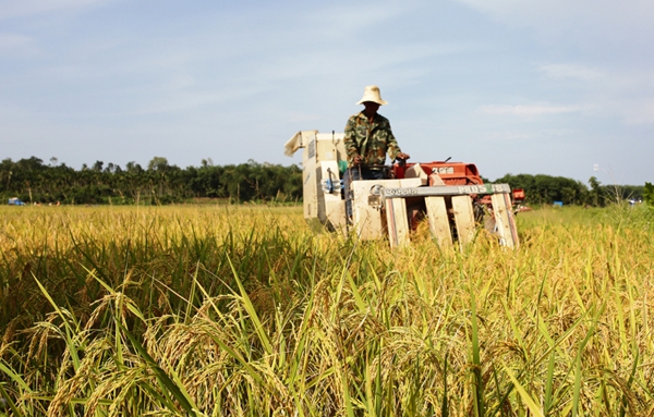 定安富硒大米价(富硒大米多少钱一公斤)-硒宝网