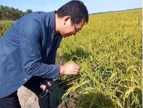 巴马的富硒大米(大米巴马富硒含量高吗)-硒宝网