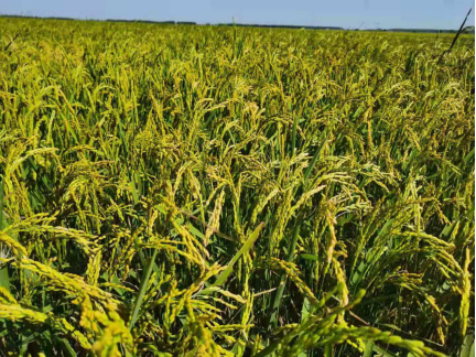巴马的富硒大米(大米巴马富硒含量高吗)-硒宝网