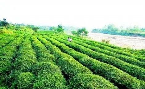 巴马的富硒大米(大米巴马富硒含量高吗)-硒宝网