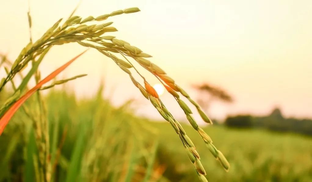 巴马的富硒大米(大米巴马富硒含量高吗)-硒宝网