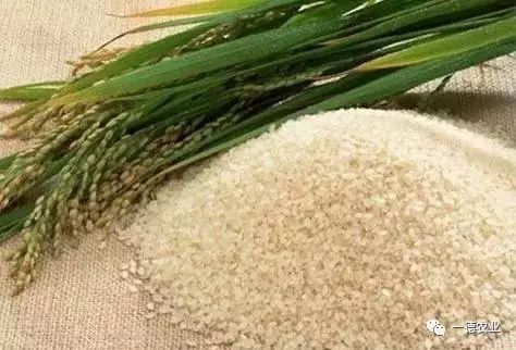 巴马的富硒大米(大米巴马富硒含量高吗)-硒宝网