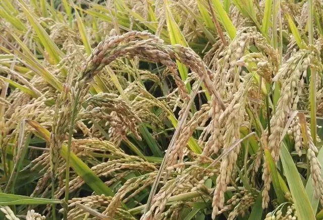 巴马的富硒大米(大米巴马富硒含量高吗)-硒宝网