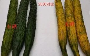 巴马的富硒大米(大米巴马富硒含量高吗)-硒宝网