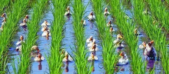 健康大米富硒米(富硒大米中含有的主要营养素是)-硒宝网