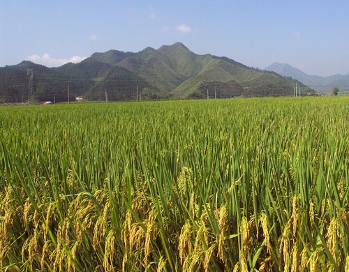 吴江区富硒大米（苏州富硒大米）-硒宝网