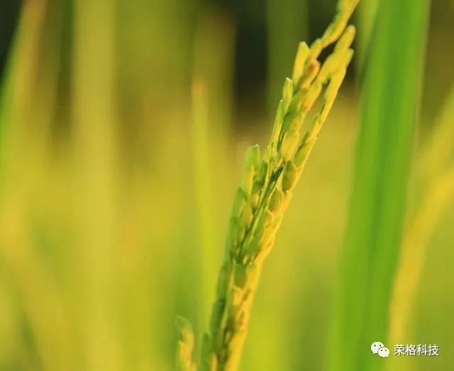 哪种富硒大米好（大米种富硒好吃吗）-硒宝网