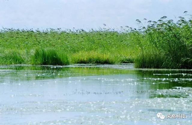 哪种富硒大米好（大米种富硒好吃吗）-硒宝网