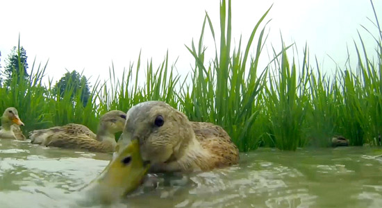 长寿村富硒大米(延寿富硒大米)-硒宝网
