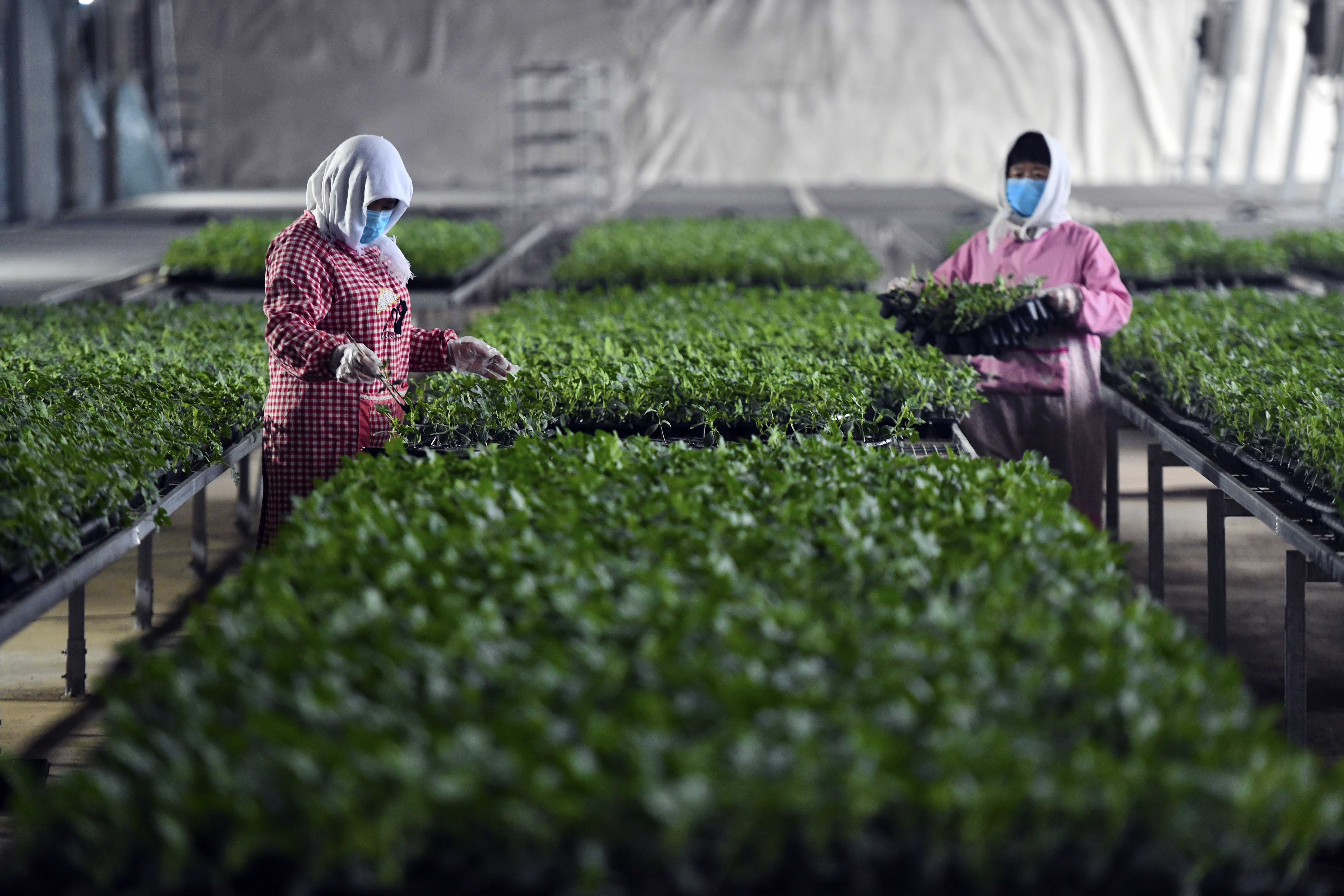 吴江区富硒大米(富硒大米哪里有卖)-硒宝网