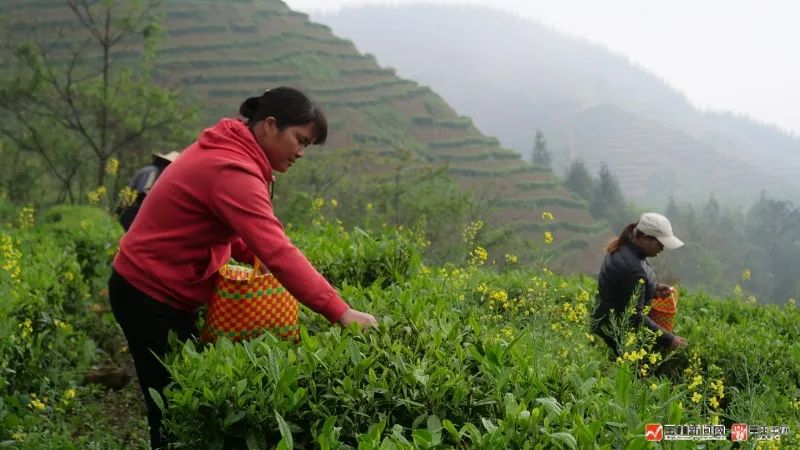 富硒大米 蒲塘(蒲塘富硒大米价格)-硒宝网