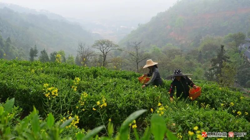 富硒大米 蒲塘(蒲塘富硒大米价格)-硒宝网