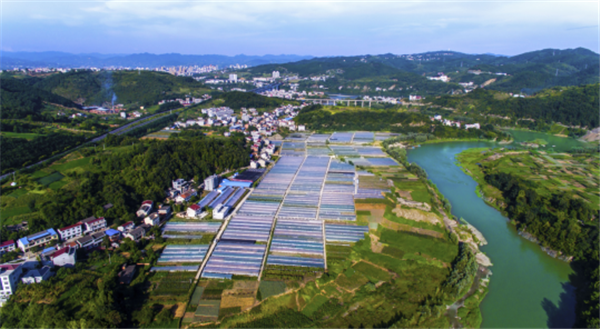 安康富硒地大米（安康富硒大米产地）-硒宝网