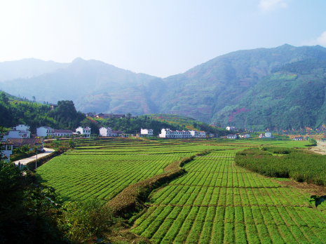 安康富硒地大米（安康富硒大米产地）-硒宝网